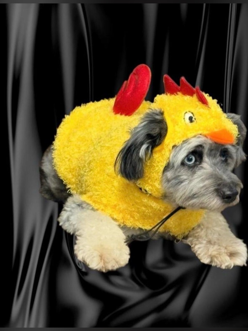 Dog Size M Chicken Plush Costume with Red Accents